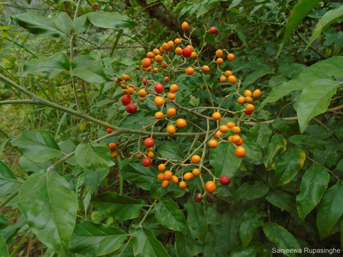 Micromelum minutum (G.Forst.) Wight & Arn.